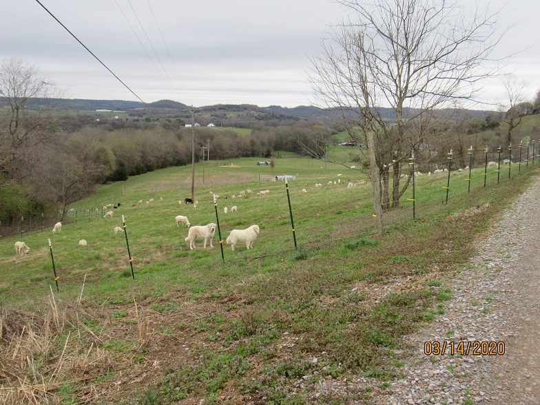 Dogs with sheep 14 Mar 2020.JPG