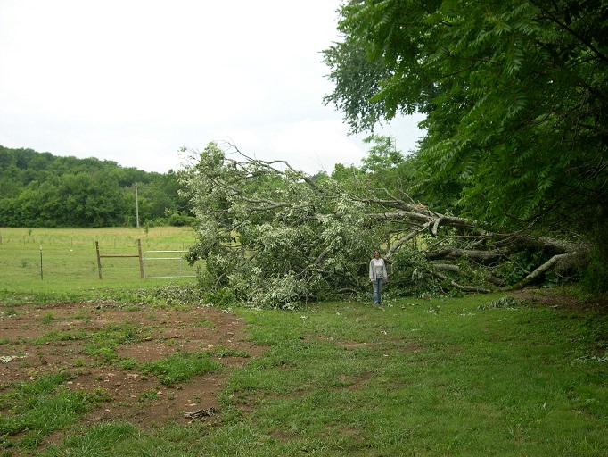 Downed tree2.JPG