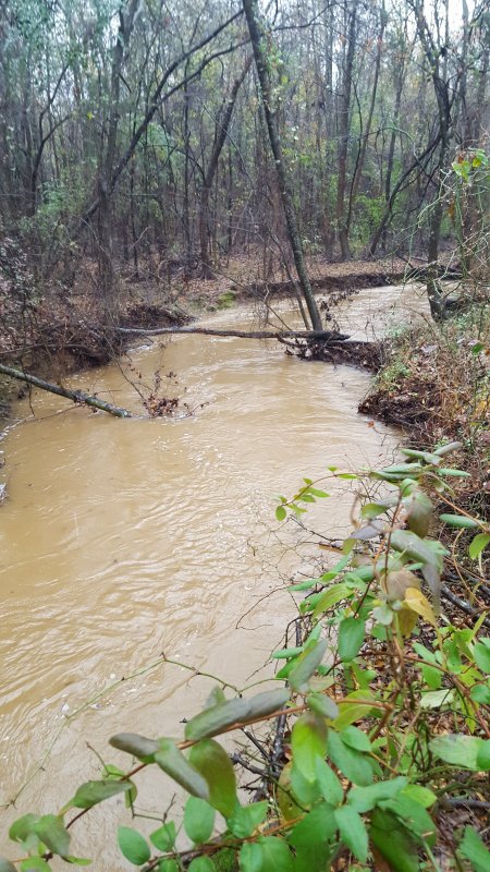 Dry Creek Flood 12-24-16 #2.jpg