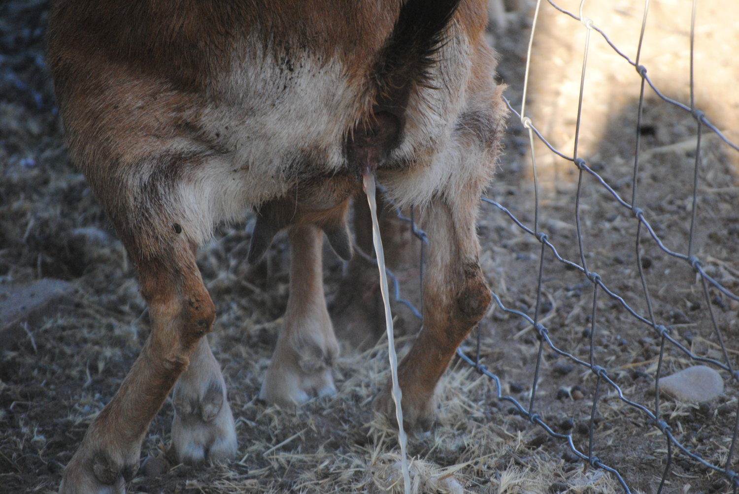 cloudy-urine-amniotic-fluid-backyardherds-goats-horses-sheep