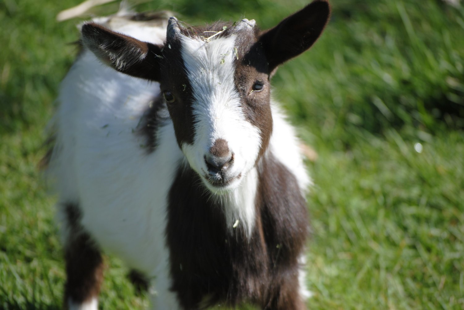 *Old post* Goat kid with cloudy eye and pneumonia *Updated pictures ...