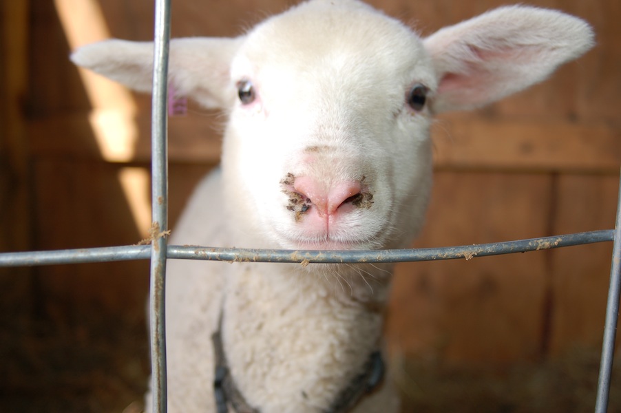 How To Treat Sore Mouth In Sheep