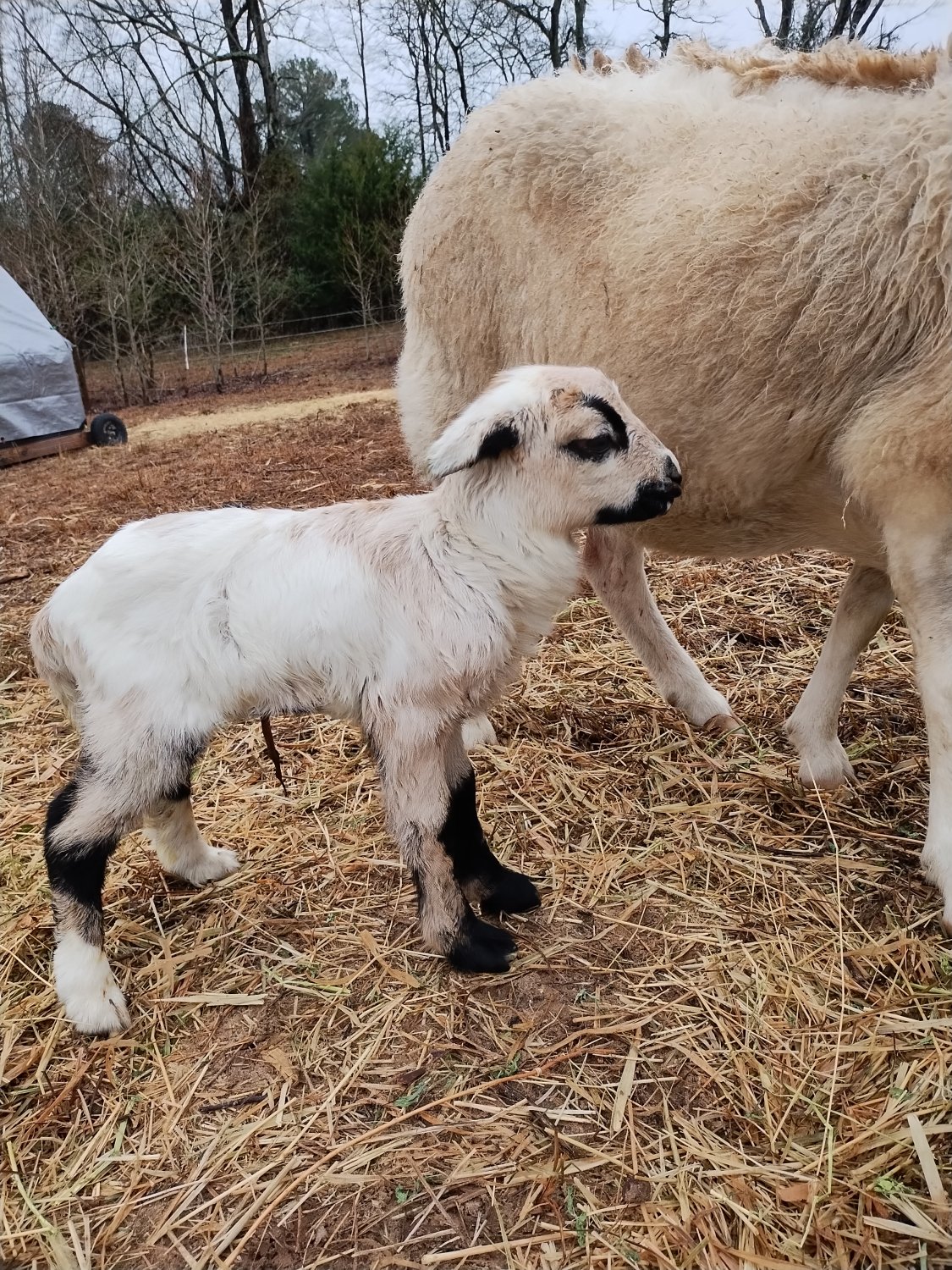 Eden (newborn).jpg