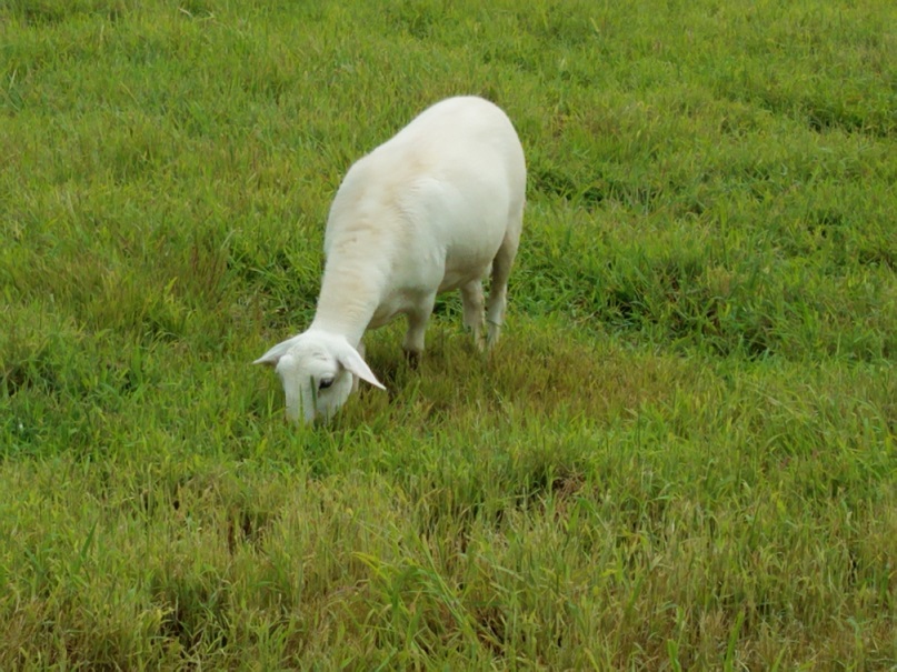 Ewe lamb 5 mos old.jpg