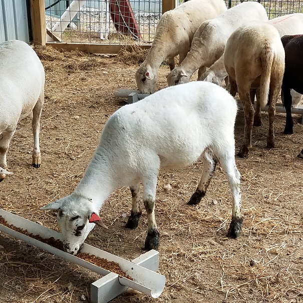 ewe lamb from TKSA auction3 1 Sep2018.jpg