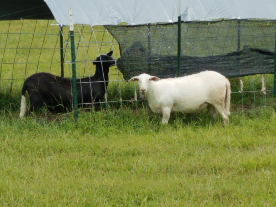 ewe lambs2 2 Aug 2018.jpg