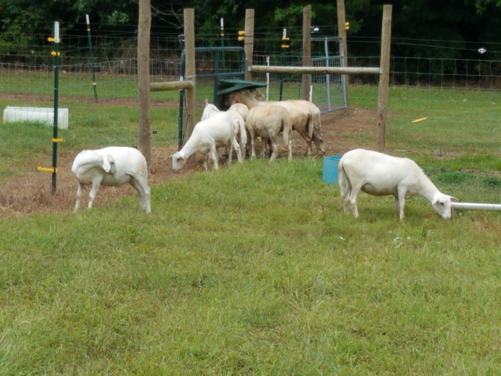 Ewe lambs3 2 Aug 2018.jpg