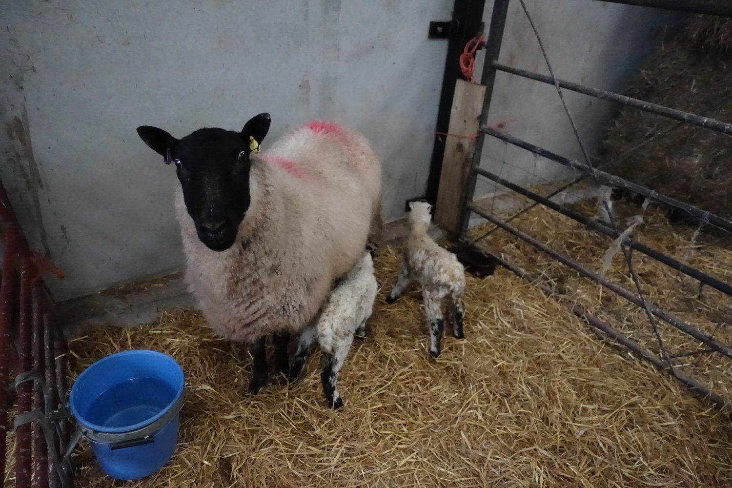 Ewe with two.jpg