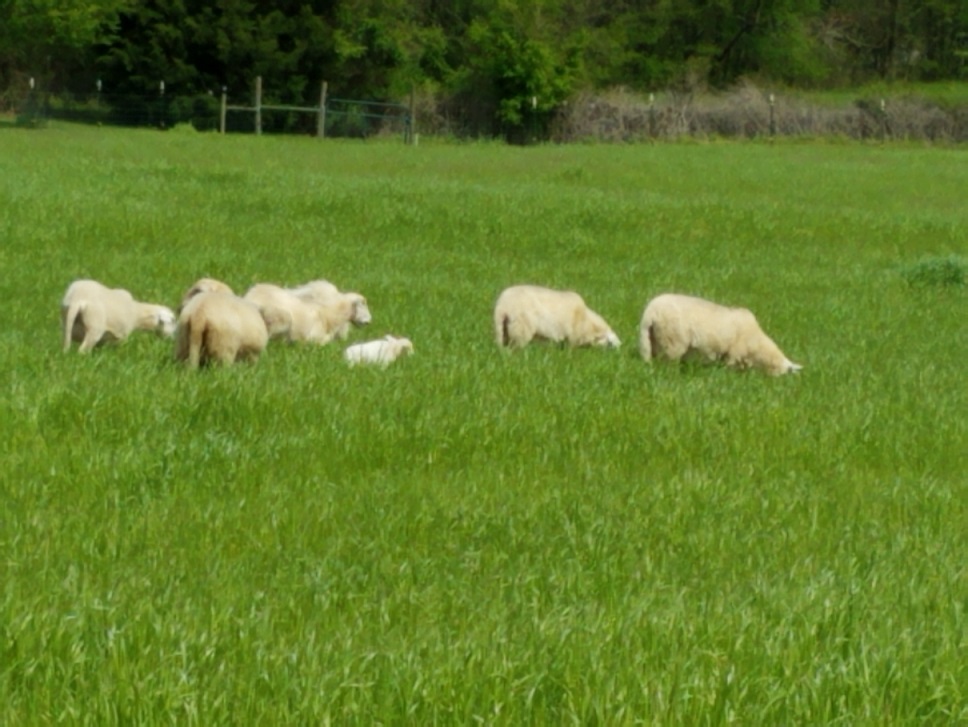 Ewes on rye grass 17 Apr 2019.jpg