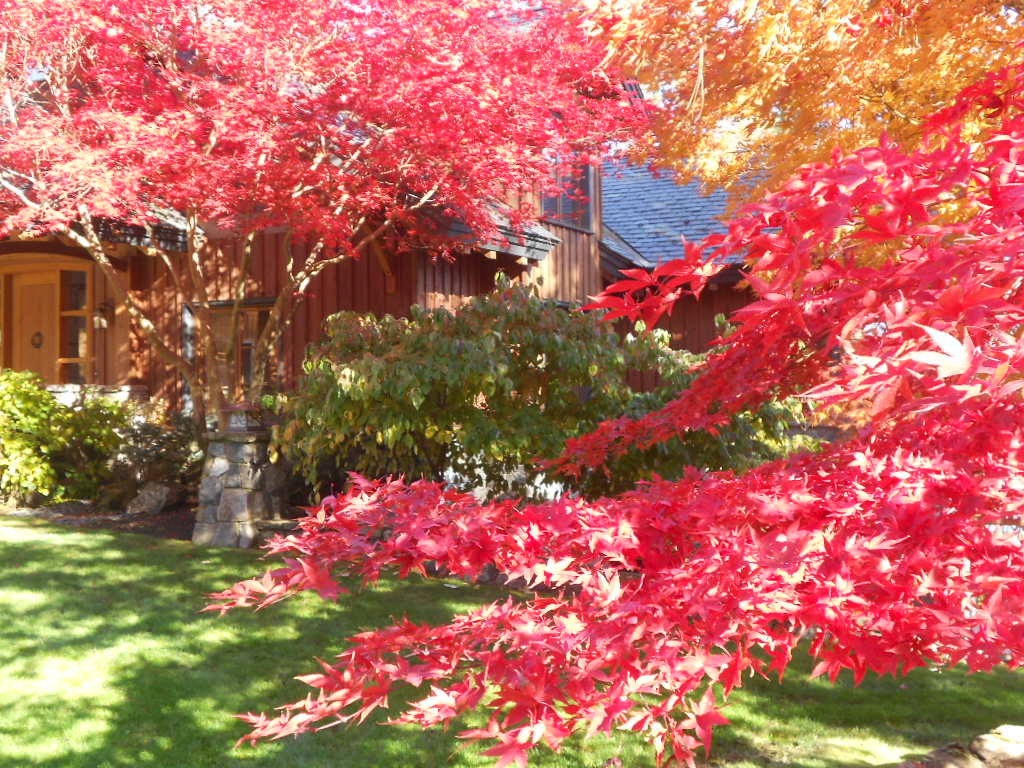 fall color mtn goat walk 035.JPG