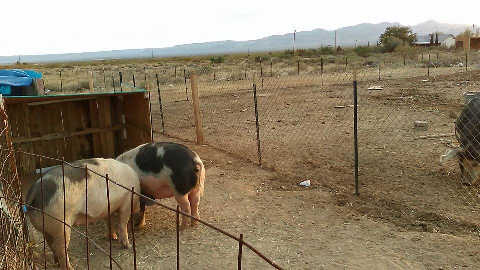 farrowing pen 4.jpg