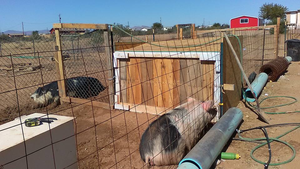 Farrowing pen5.jpg