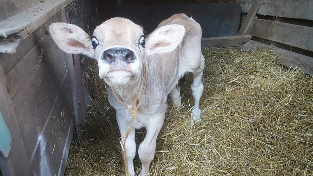 brown swiss steer