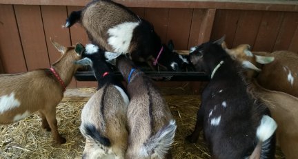 Feeding time with bucklings-6-27-2016.jpg