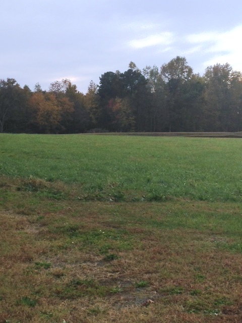 Fescue pasture in Nov.jpg