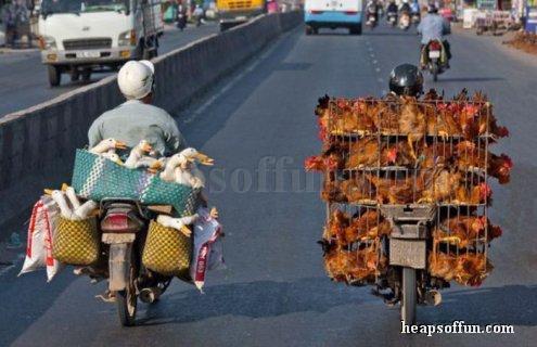 funny_motorcycle_load_poultry_m1001.jpg