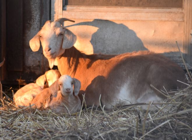 ginger and her twin bucklings.JPG