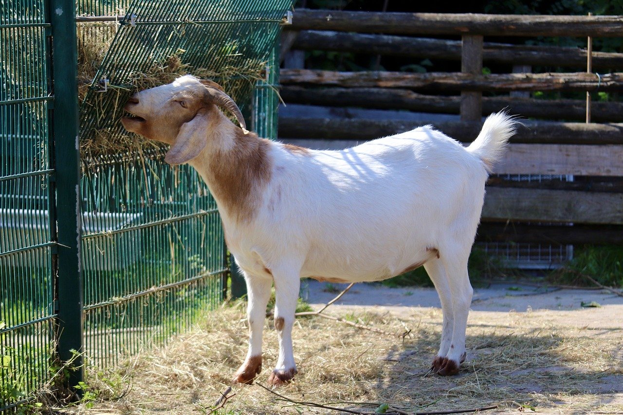 Do you change your feeding routine for goats in the fall?