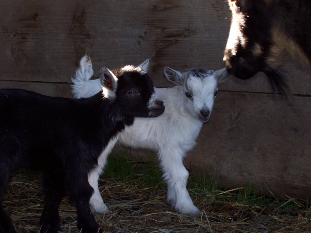 goat babies Mar 2014 004.jpg