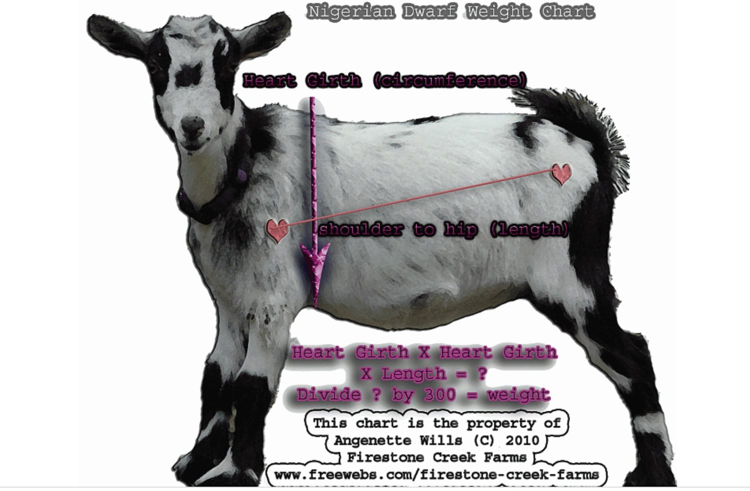 measuring goat weight BackYardHerds Goats, Horses, Sheep, Pigs & more