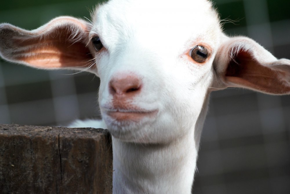 goatkid.jpg