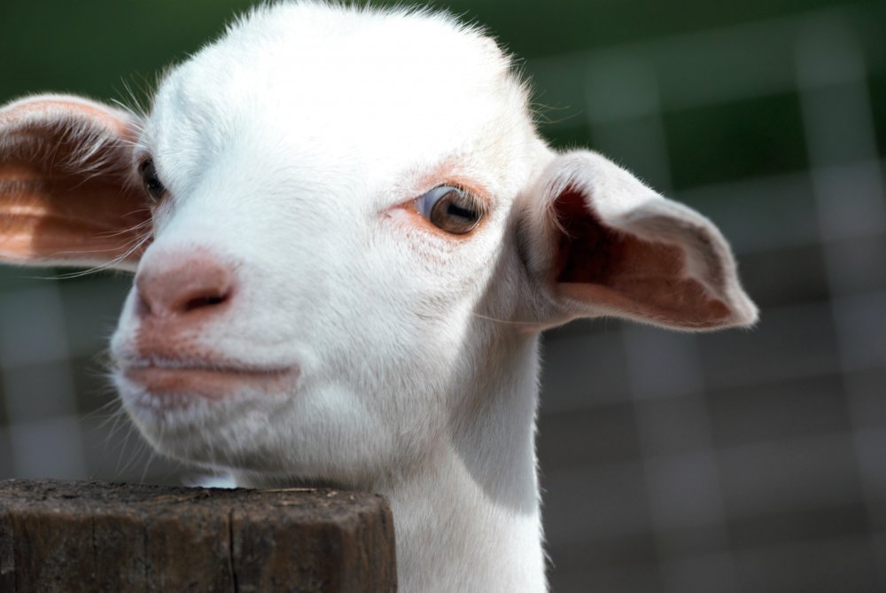 goatkid2.jpg