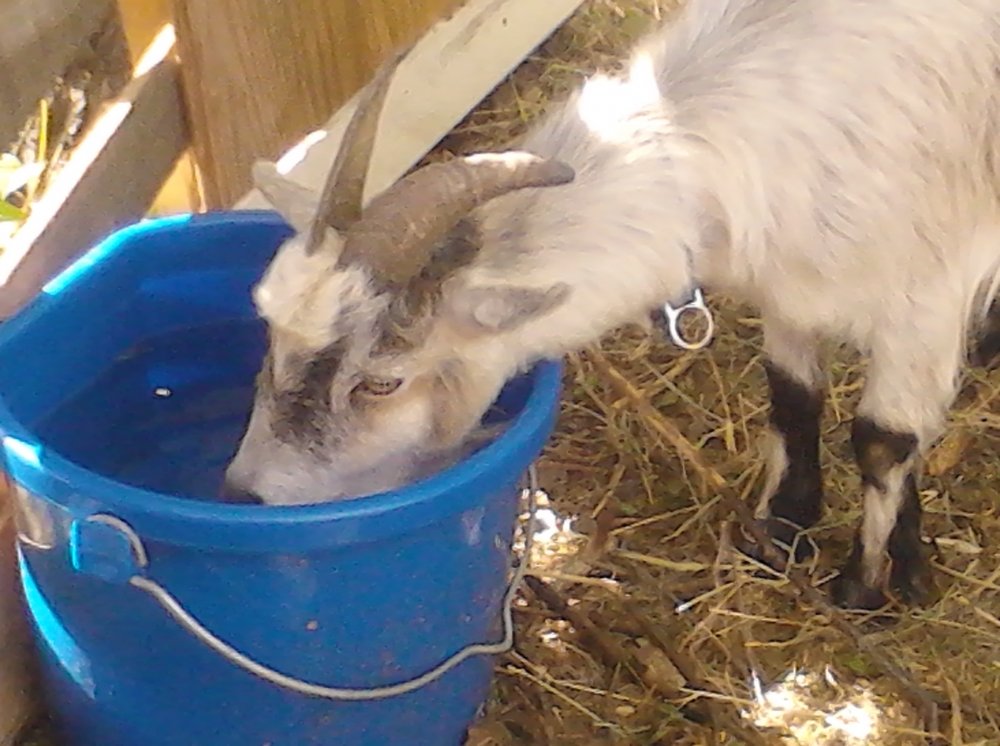 goats & Chickens 054.jpg