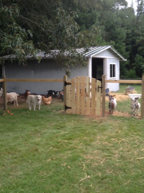 Goats digging new house.jpg