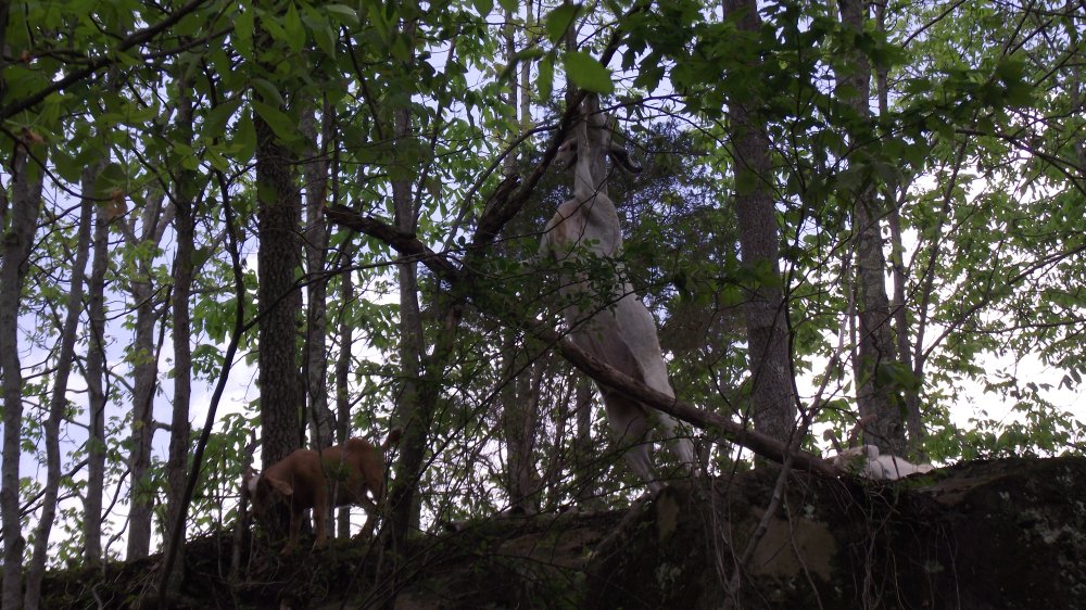 Goats eating brush and babies 006.JPG