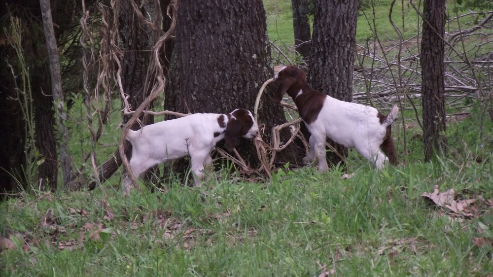 Goats eating brush and babies 029.JPG