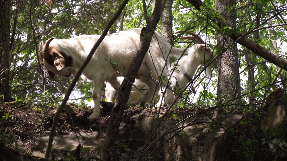 Goats eating brush and babies 032.JPG