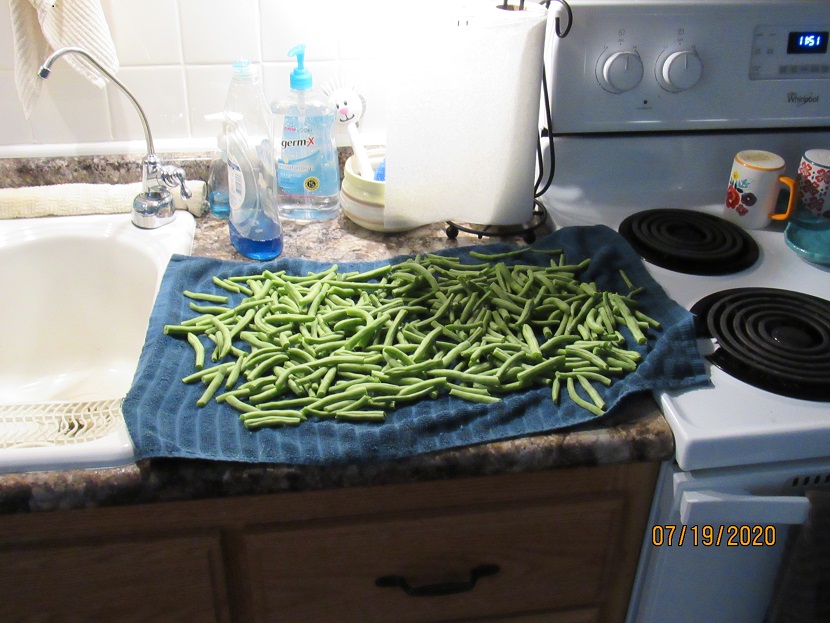 Green beans 19 July 2020.JPG