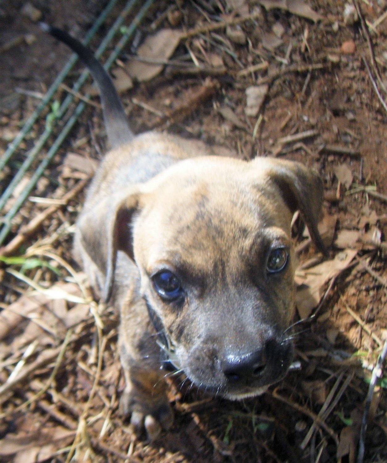 Heidi as a Pup.jpg