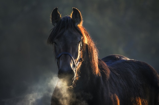 Horse Body Language & Sounds