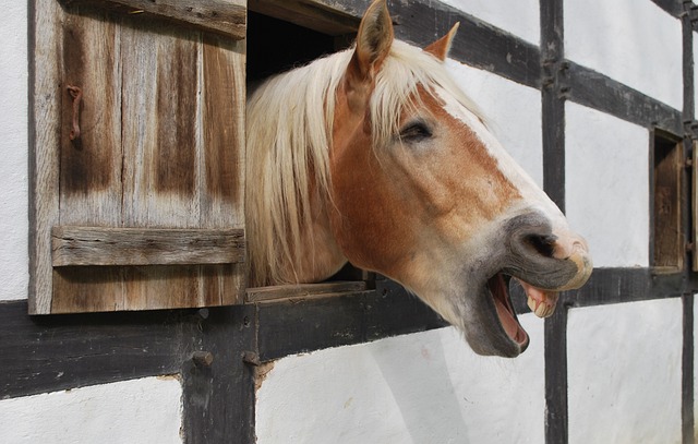 Horse Body Language & Sounds