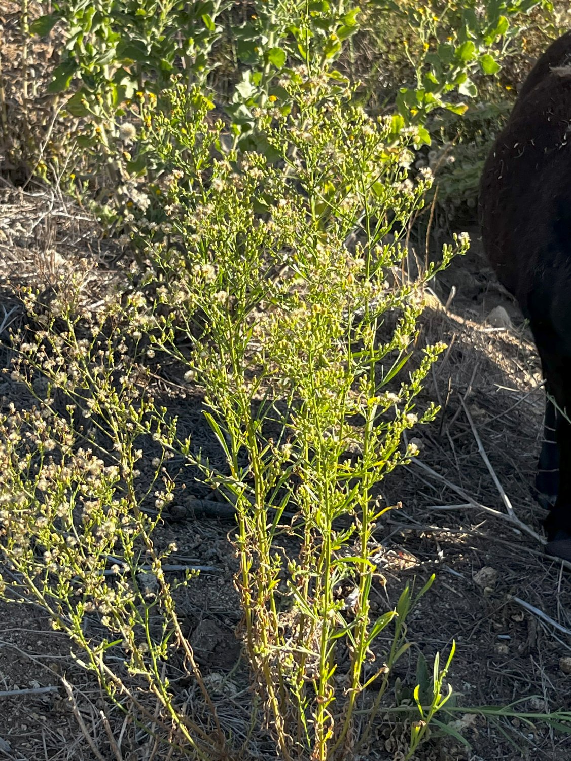 horseweed.jpg