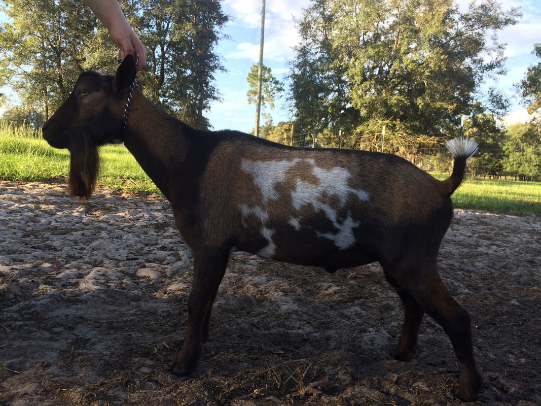 "Lilac" Dilute Doeling? | BackYardHerds - Goats, Horses ...