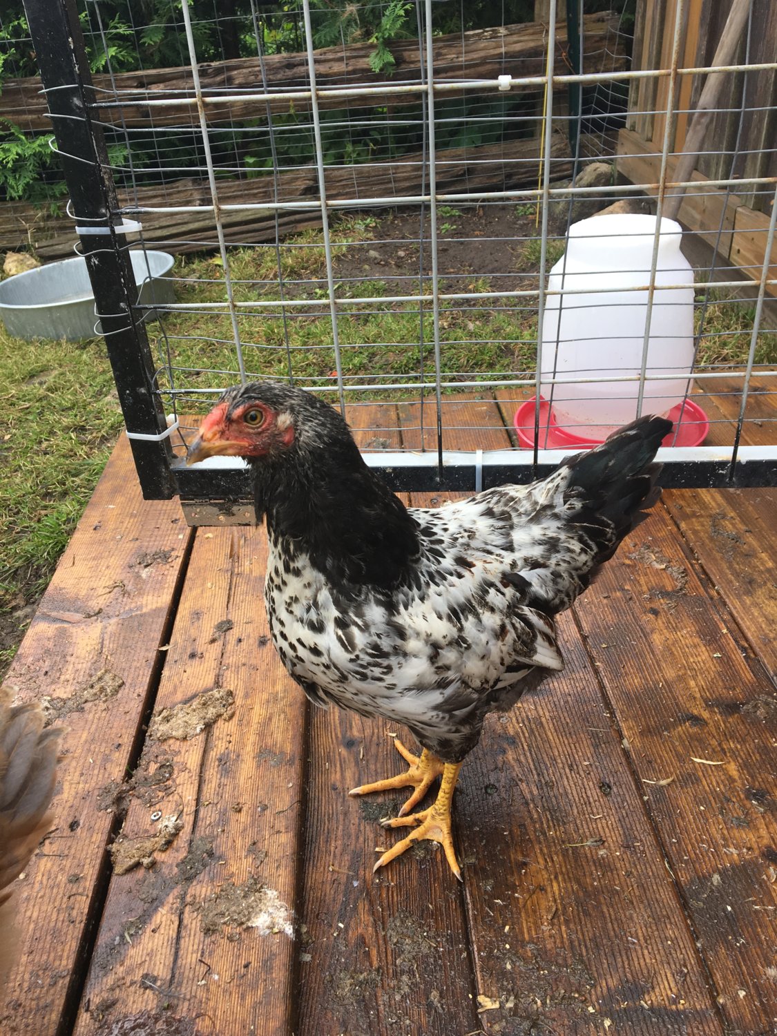 roo-or-pullet-also-what-type-of-chicken-are-they-backyardherds