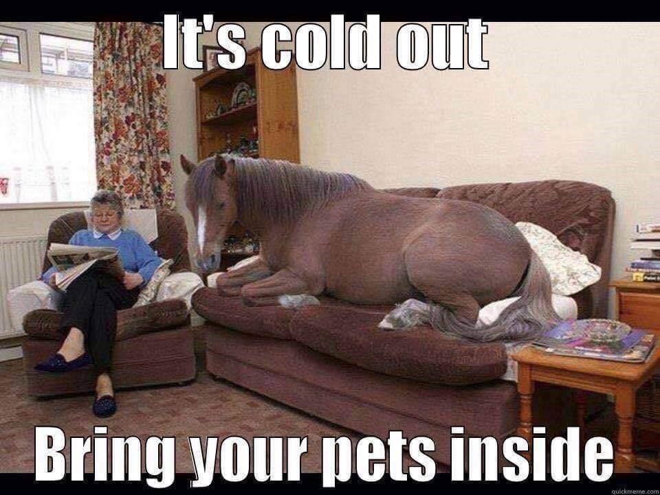 ItsColdOutside-Horse.jpg