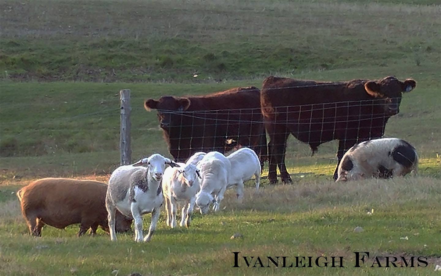 ivanleigh farms sep 15 2017.jpg