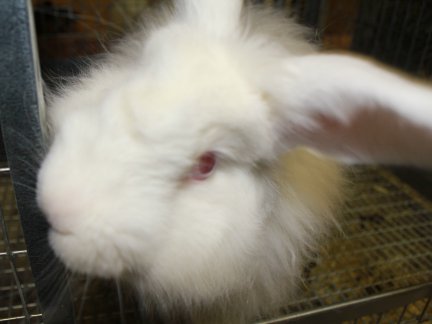 Jack Frost-French Angora-buck-1-5-2014.JPG