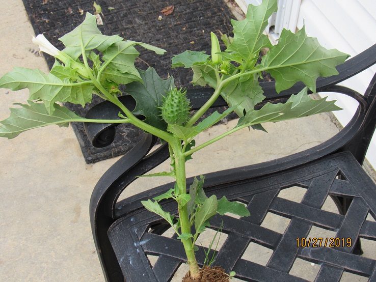 Jimson weed3.JPG