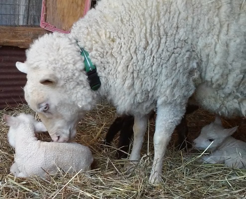 Kaarina and babies at the McE farm.jpg