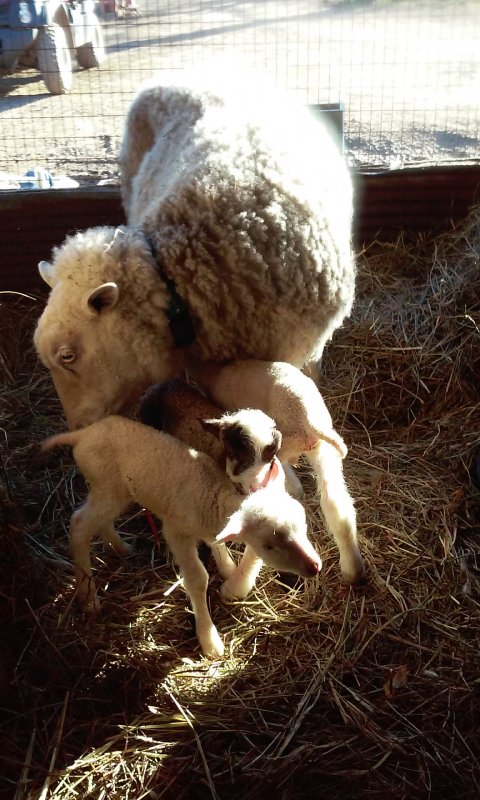 Kaarina and the babies at McE farm 4.jpg