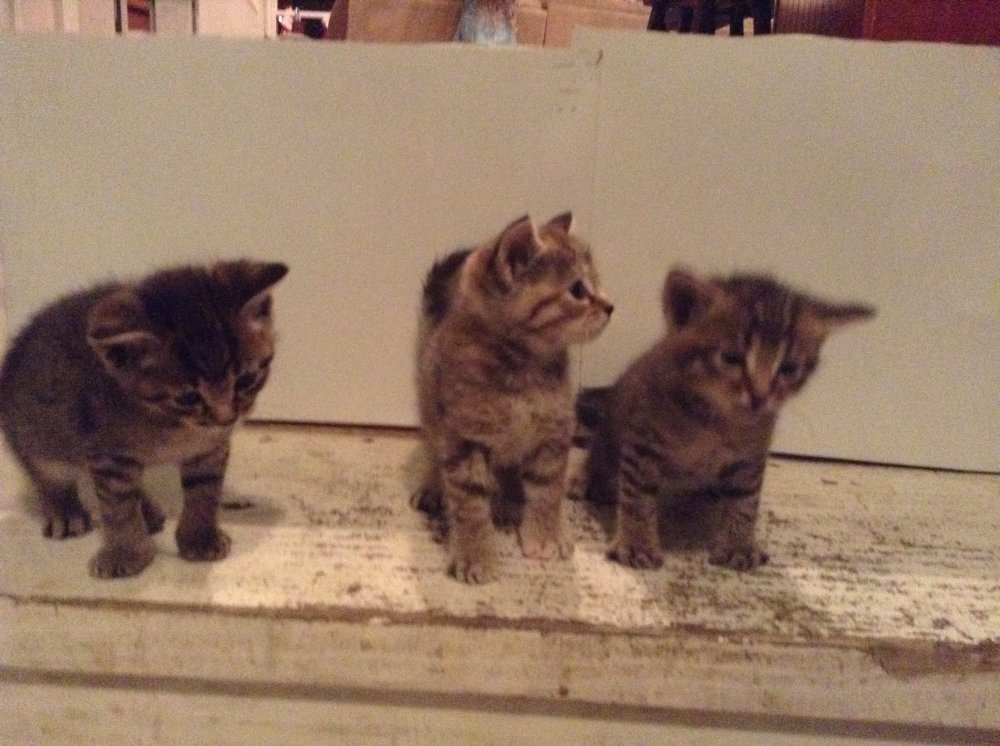 Kittens 5.jpg