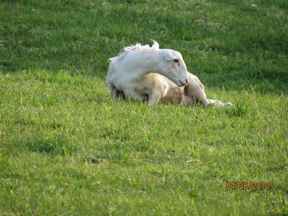 Lambing 26 Apr 2018 11 1.JPG