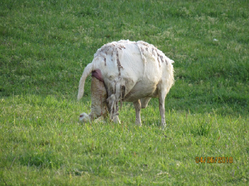 Lambing 26 Apr 2018 11 2.JPG