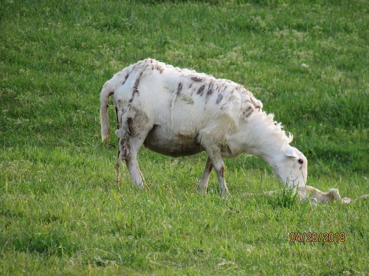 Lambing 26 Apr 2018 11 3.JPG