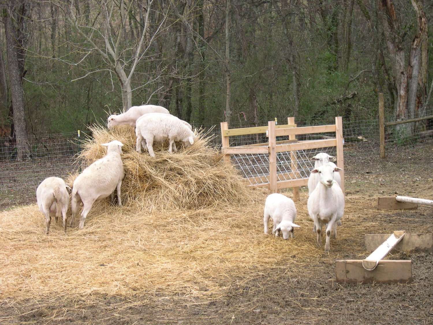 Lambs at 6 & a half weeks 7 Feb 2017.JPG