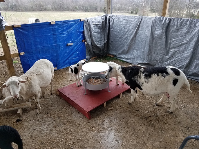 Lambs on creep feeder2 5 Feb 2019.jpg